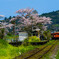 いすみ鉄道の春　2017