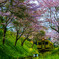 桜のトンネル