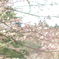 桜1