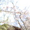 桜2