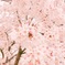 桜色の空