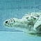 Sea turtle