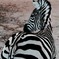 -ZEBRA-