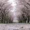 Sakura Tunnel 