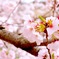 純桜色