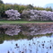 湖面の桜