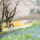 ayano的な春の色3