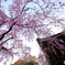 お寺の枝垂桜