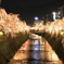 枝垂桜のライトアップ