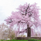 円山公園枝垂桜