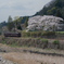 廃校の桜