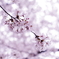 桜_4
