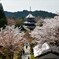 御所桜 ～吉野山～