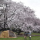 sakura2017@chiba park(20170409)