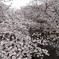 sakura2017@megurogawa(20170407)