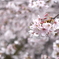 sakura2017@megurogawa(20170407)