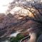 練馬高野台の桜