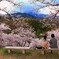 桜の木の下で…。