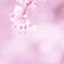春風にゆらめいて