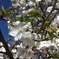 遅咲き桜