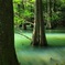 新緑の森