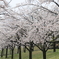 新潟市白山公園ー６