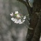 一枝に咲く桜