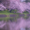 Under the cherry tree