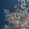 ようやくsakura