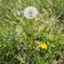 綿毛のたんぽぽ