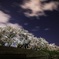 夜桜見物