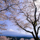 桜花繚乱