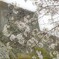 荒城の桜　- 昔の光　今いずこ -