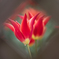 Red Tulip