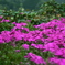県立相模湖公園