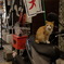 道後温泉の猫