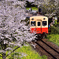 桜と小湊鉄道