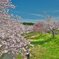 桜色
