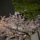 池袋 現場の夜桜