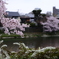 鴨川桜１