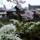 鴨川桜３