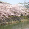 2017年岡崎疎水の桜