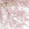 桜色の空気
