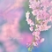 桜　～Pastel Color～