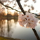 水辺の桜