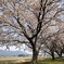 2017の桜　その１