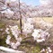 2017の桜　その３