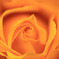 薔薇(黄色)
