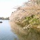 夕日に焼ける桜