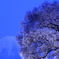 わに塚の桜と富士山